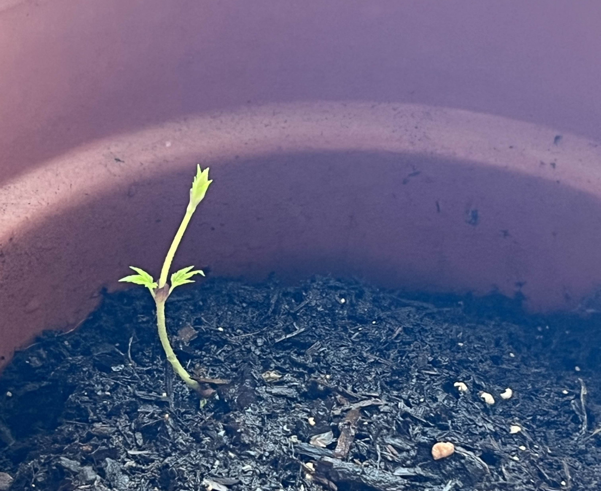 nugget hop 1